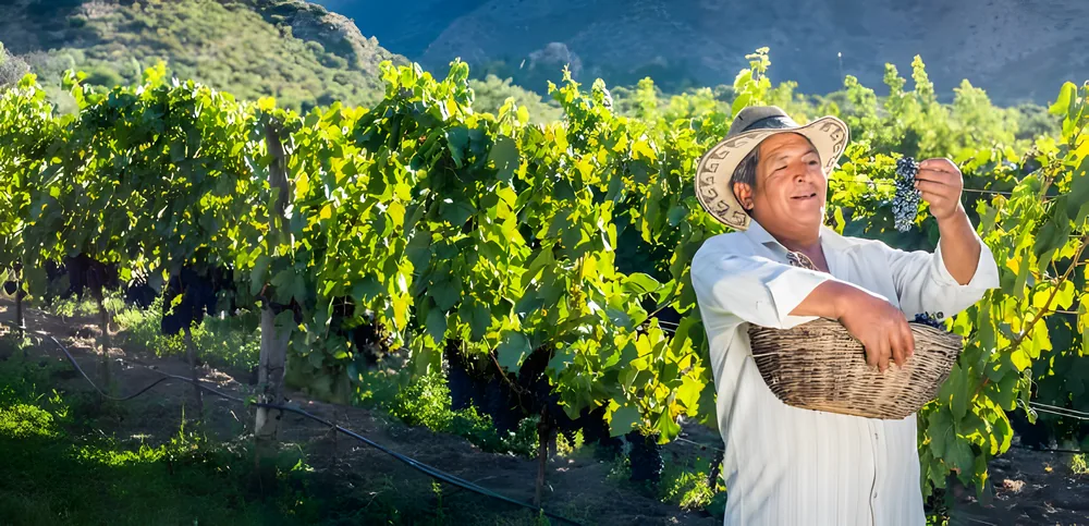 Vinhedos de altitude em Cafayate